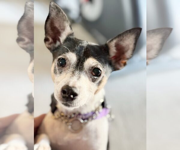 Medium Photo #1 Chihuahua-Unknown Mix Puppy For Sale in Pittsburg, CA, USA