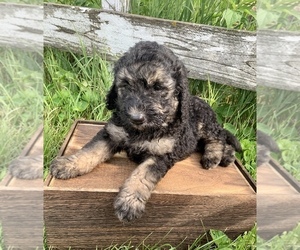 Goldendoodle Puppy for sale in CONCEPTION JUNCTION, MO, USA