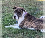 Small #2 American Staffordshire Terrier-Great Dane Mix