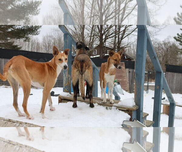 Medium Photo #20 Saluki-Whippet Mix Puppy For Sale in Sebec, ME, USA