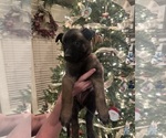 Small Photo #34 Belgian Malinois Puppy For Sale in ATHENS, AL, USA