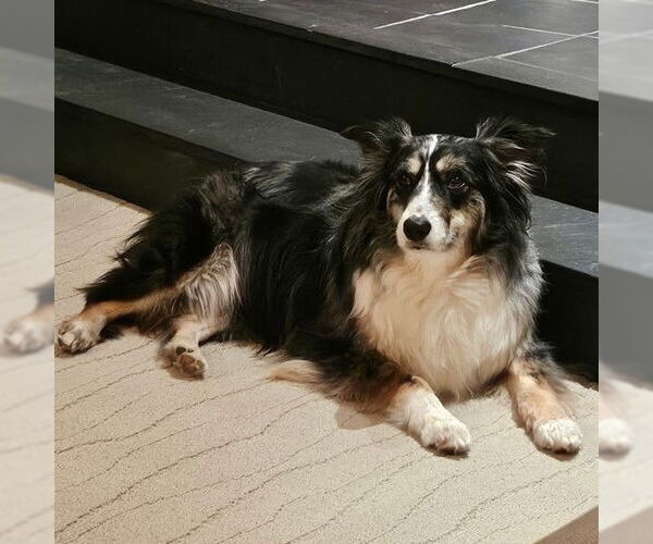 Medium Photo #3 Australian Shepherd-Unknown Mix Puppy For Sale in Yardley, PA, USA