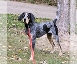 Small Photo #2 Treeing Walker Coonhound-Unknown Mix Puppy For Sale in Godfrey, IL, USA
