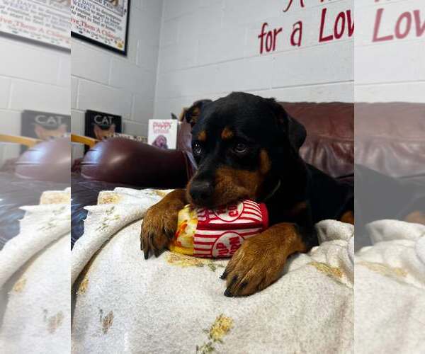 Medium Photo #10 Rottweiler-Unknown Mix Puppy For Sale in North Myrtle Beach, SC, USA