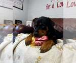 Small #9 Rottweiler Mix