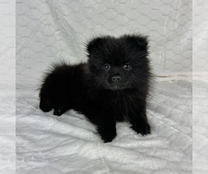 Pomeranian Puppy for Sale in FRANKLIN, Indiana USA