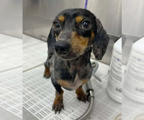 Medium Photo #1 Dachshund Puppy For Sale in Boonton, NJ, USA