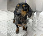 Small Dachshund
