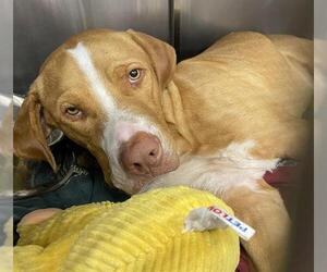 Plott Hound-Unknown Mix Dogs for adoption in San Antonio, TX, USA