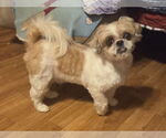 Small #3 Shih Tzu