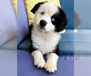 Miniature Australian Shepherd Puppy for sale in CHARLOTTE, NC, USA