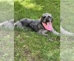 Small Photo #1 Bernedoodle Puppy For Sale in OLIN, NC, USA