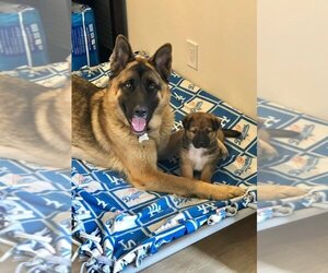 Akita-German Shepherd Dog Mix Dogs for adoption in W Hollywood, CA, USA