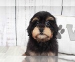 Small Photo #4 Shih-Poo Puppy For Sale in MARIETTA, GA, USA