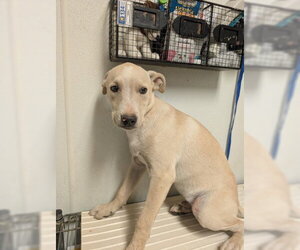 Mutt Dogs for adoption in Bakersfield, CA, USA