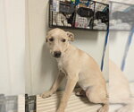 PUP 15 - Male Mutt Dog for Adoption - Small photo