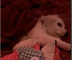 Small #48 Great Pyrenees Mix