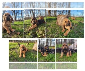 Bloodhound Puppy for Sale in CUMBY, Texas USA