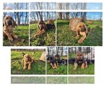 Image preview for Ad Listing. Nickname: Bloodhounds