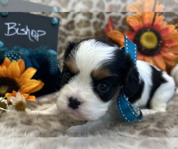 Medium Photo #3 Cavalier King Charles Spaniel Puppy For Sale in ABILENE, TX, USA