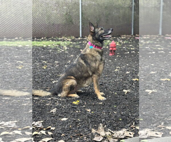 Medium Photo #2 German Shepherd Dog-Unknown Mix Puppy For Sale in Plainfield, IL, USA