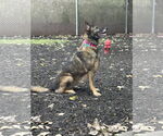Small #1 German Shepherd Dog Mix