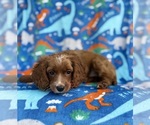 Small #8 Cavapoo (Miniature)