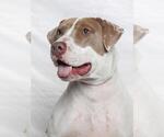 PICKLES - Male Mutt Dog for Adoption - Small photo