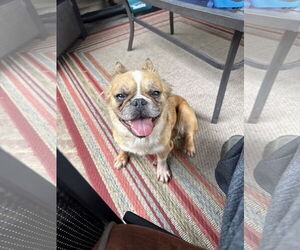 French Bulldog Dogs for adoption in Bangs, TX, USA