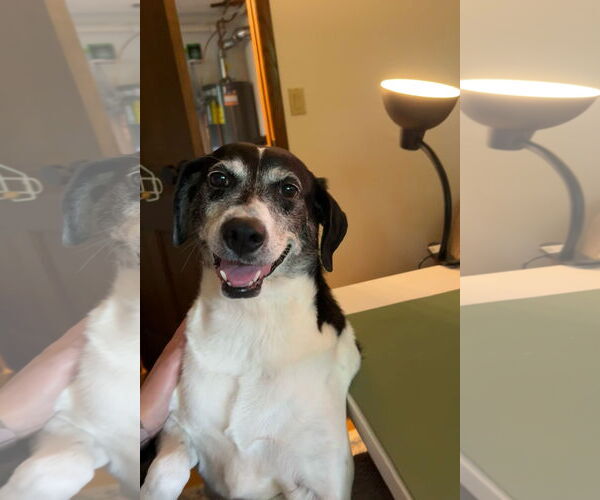 Medium Photo #4 Pointer-Unknown Mix Puppy For Sale in Crystal, MN, USA