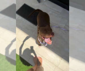 COURTESY POST: Daisy - Female Mutt Dog for Adoption - Photo #3