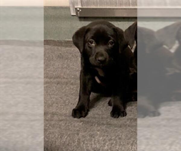 Medium Photo #1 Labrador Retriever-Unknown Mix Puppy For Sale in Baytown, TX, USA