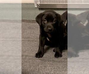 Labrador Retriever-Unknown Mix Dogs for adoption in Baytown, TX, USA