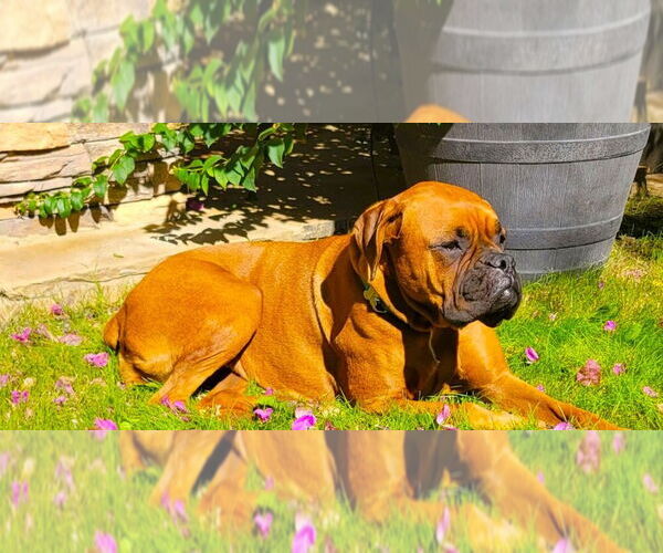 Medium Photo #2 Boxer Puppy For Sale in Austin, TX, USA