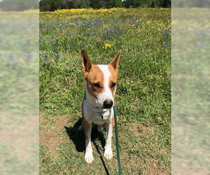 Chevy - Male Australian Kelpie-Basenji Mix Dog for Adoption - Photo #12