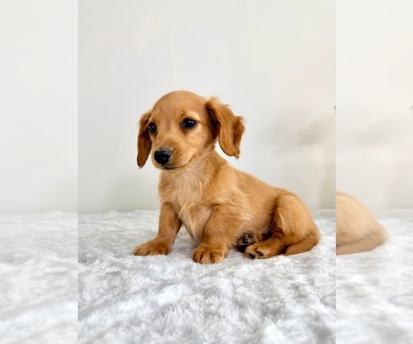 Medium Photo #2 Dachshund Puppy For Sale in GREENFIELD, IN, USA