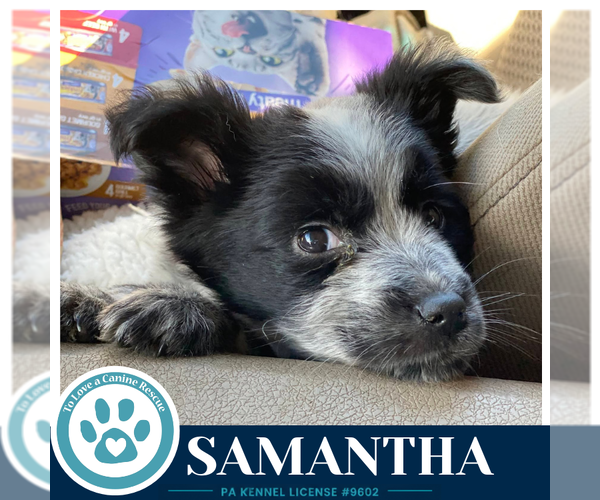 Medium Photo #3 Mutt Puppy For Sale in Kimberton, PA, USA