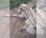 Small #2 Golden Pyrenees