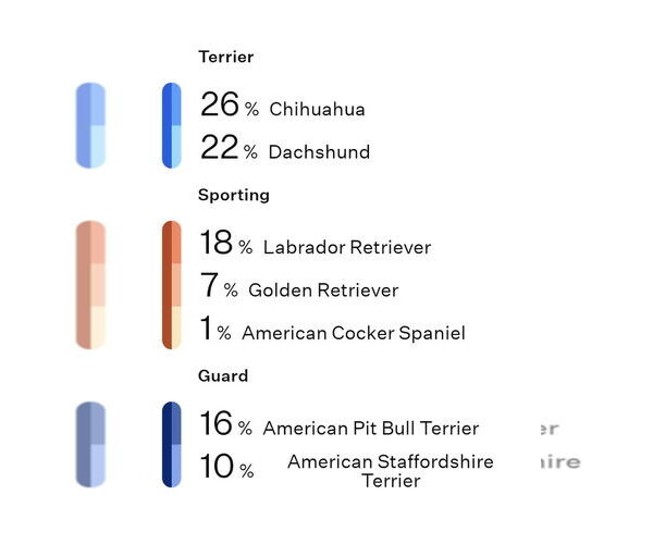 Medium Photo #2 Dachsador Puppy For Sale in Crystal, MN, USA