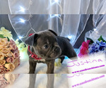 Small Photo #3 Faux Frenchbo Bulldog Puppy For Sale in SAND LAKE, MI, USA