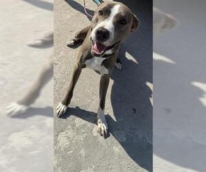 Staffordshire Bull Terrier Dogs for adoption in Houston, TX, USA