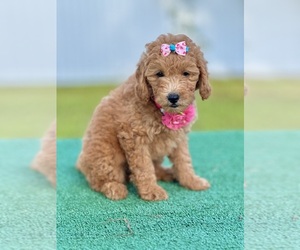 Goldendoodle (Miniature) Puppy for sale in FROSTPROOF, FL, USA
