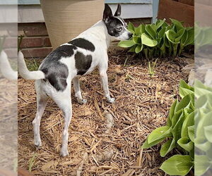 Millie (NC) - Female Rat Terrier Dog for Adoption - Photo #2
