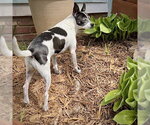 Small #2 Rat Terrier