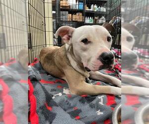 American Pit Bull Terrier-Unknown Mix Dogs for adoption in Waco, TX, USA