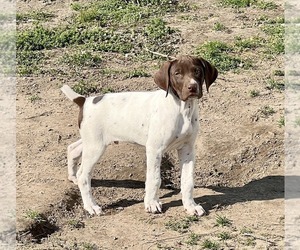 Bulldog Puppy for sale in WARSAW, NC, USA
