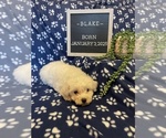 Small #9 Bichon Frise