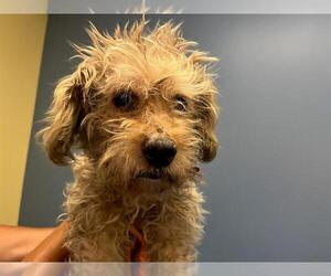 Cocker Spaniel-Poodle (Miniature) Mix Dogs for adoption in Orange, CA, USA