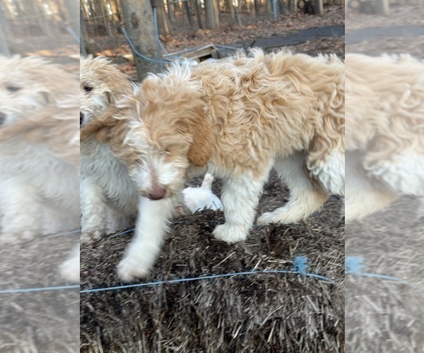 Medium Photo #16 Aussie-Poo-Goldendoodle Mix Puppy For Sale in COMMERCE, MI, USA