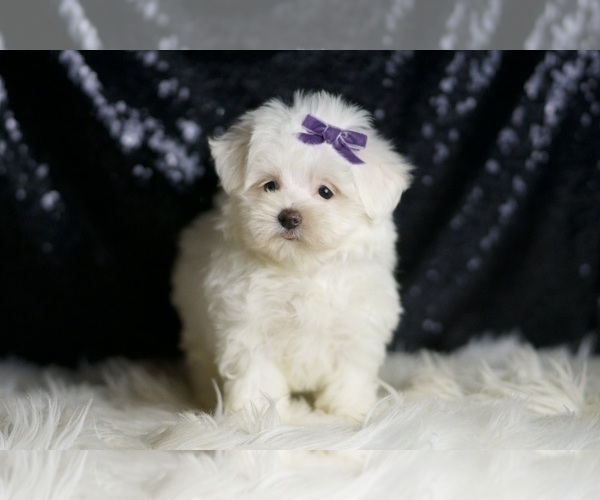 Medium Photo #6 Maltese Puppy For Sale in WARSAW, IN, USA
